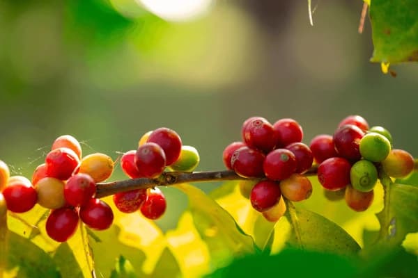 Ripe coffee cherries on the branch
